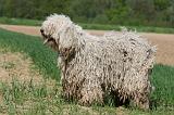 KOMONDOR 084